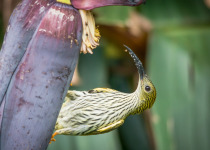 Streaked Spiderhunter
