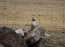 Streaked Tit-Spinetail