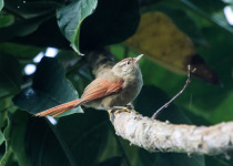 Streaked Tuftedcheek