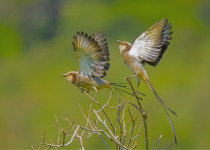 Streamer-tailed Tyrant