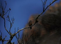 Stresemann's Bush Warbler