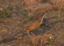 Striated Bulbul