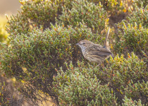 Striated Fieldwren