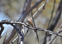 Striated Grasswren