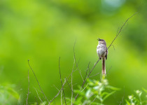 Striated Prinia