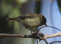 Striated Thornbill