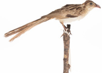 Striated Woodcreeper