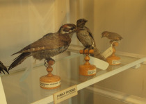 Strickland's Woodpecker