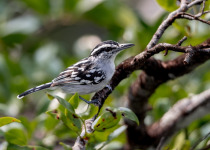 Stripe-backed Antbird