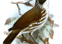 Stripe-breasted Rhabdornis