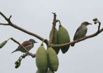 Stripe-breasted Rhabdornis