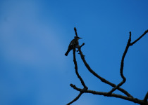 Stripe-breasted Rhabdornis