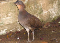 Stripe-faced Wood Quail