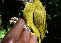 Stripe-faced Wren-Babbler