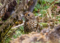 Stripe-headed Antpitta