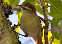 Stripe-headed Spinetail