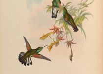 Stripe-tailed Hummingbird