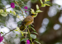 Stripe-throated Bulbul