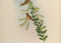 Stripe-throated Hermit