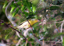Stripe-throated Jery