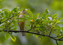 Stripe-throated Yuhina