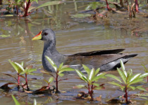Striped Crake