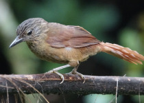 Strong-billed Woodcreeper