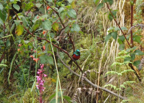 Stuhlmann's Double-collared Sunbird