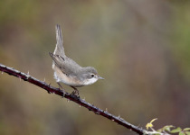 Subalpine Warbler