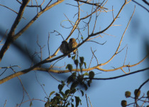 Subtropical Pygmy Owl