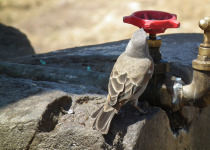 Sudan Golden Sparrow