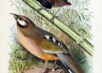 Sukatschew's Laughingthrush