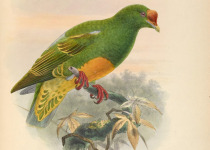 Sula Fruit Dove