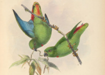 Sula Hanging Parrot