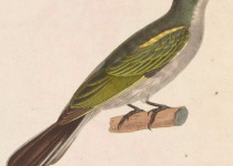 Sula Island Honeyeater