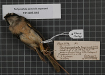 Sula Mountain whistler