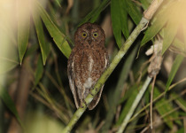 Sula Scops Owl