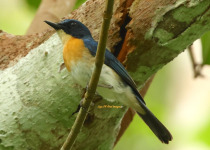 Sulawesi Blue Flycatcher