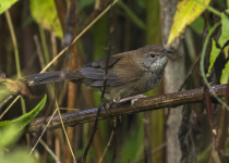 Sulawesi Bush Warbler
