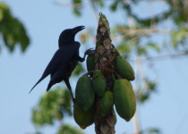 Sulawesi Crow