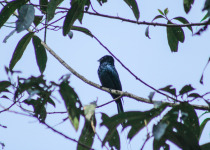 Sulawesi Drongo