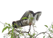 Sulawesi Ground Cuckoo
