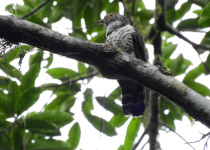 Sulawesi Hawk-Cuckoo