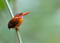Sulawesi kingfisher