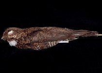 Sulawesi Nightjar