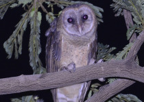 Sulawesi owl