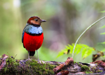Sulawesi Pitta
