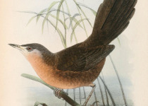 Sulawesi Pygmy Woodpecker