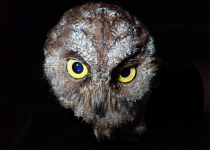 Sulawesi Scops Owl