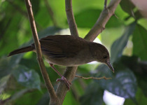 Sulawesi Streaked Fantail